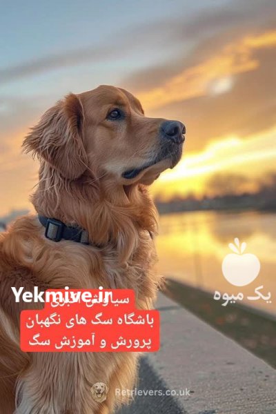توله سگ گلدن رتریور دوست داشتنی در تهران در گروه سگ و گربه در یکمیوه -عکس1