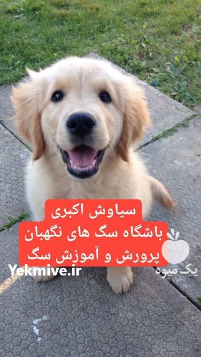 توله سگ گلدن رتریور دوست داشتنی در گروه سگ و گربه در یکمیوه -عکس1