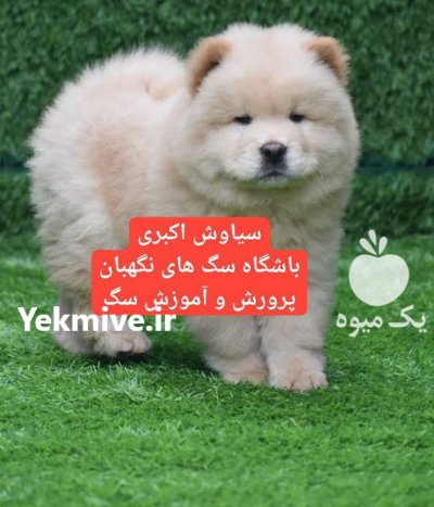 توله سگ چاو چاو دوست داشتنی در گروه سگ و گربه در یکمیوه -عکس1