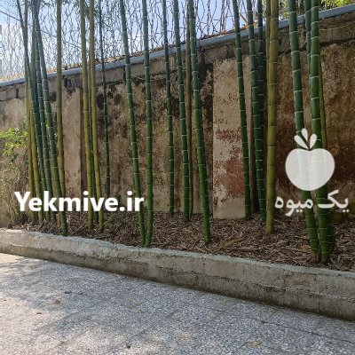 چوب بامبو بزرگ در بندرانزلی در گروه خرید و فروش انواع چوب در یکمیوه -عکس2