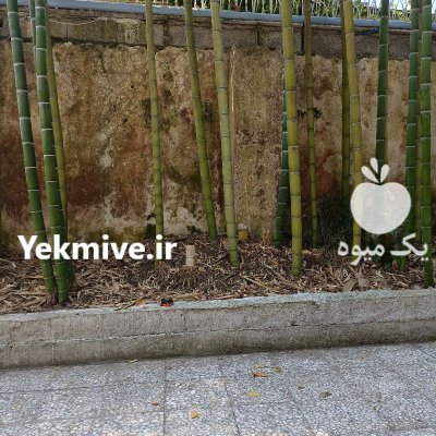 چوب بامبو بزرگ در بندرانزلی در گروه خرید و فروش انواع چوب در یکمیوه -عکس3