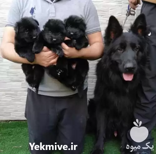 سگ نگهبان فروش توله سگ شیانلو در اصفهان در گروه سگ و گربه در یکمیوه -عکس1