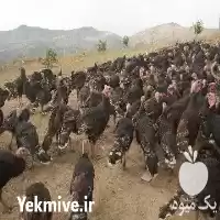 قیمت خرید بوقلمون برنز در قدس در گروه مرغ و خروس و بوقلمون و اردک قو قاز در یکمیوه