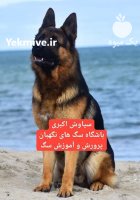 توله سگ ژرمن شپرد اصیل و فادار در تهران در گروه سگ و گربه در یکمیوه