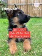 فروش سگ ژرمن شپرد بالغ اصیل در تهران در گروه سگ و گربه در یکمیوه