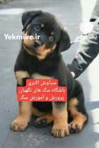 توله سگ روتوایلر اصیل و فادار شجاع در گروه سگ و گربه در یکمیوه