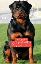 آگهی فروش سگ روتوایلر بالغ در تهران در گروه سگ و گربه در یکمیوه