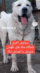 آگهی فروش سگ آلابای اصیل توله در تهران در گروه سگ و گربه در یکمیوه
