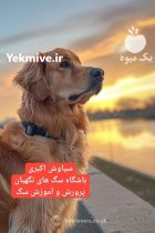 توله سگ گلدن رتریور دوست داشتنی در تهران در گروه سگ و گربه در یکمیوه