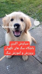 توله سگ گلدن رتریور دوست داشتنی در گروه سگ و گربه در یکمیوه