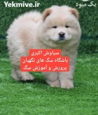 توله سگ چاو چاو دوست داشتنی در گروه سگ و گربه در یکمیوه