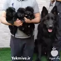 سگ نگهبان فروش توله سگ شیانلو در اصفهان در گروه سگ و گربه در یکمیوه