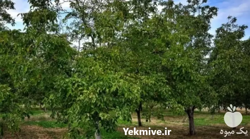 قیمت خرید روغن کرچک در ارومیه در گروه خرید و فروش انواع روغن در یکمیوه -عکس1