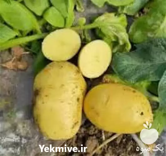 خرید عمده سیب زمینی در انواع در گروه خرید و فروش سیب زمینی در یکمیوه -عکس1