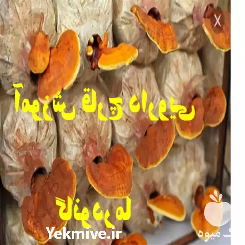 آموزش کشاورزی و گیاهان دارویی در گروه دوره آموزش کشاورزی در یکمیوه -عکس1