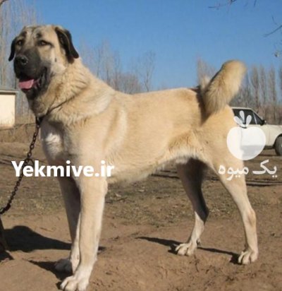فروش سگ سرابی در هشتگرد در گروه سگ و گربه در یکمیوه -عکس1