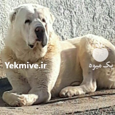 فروش سگ الابای سفید روسی در گروه سگ و گربه در یکمیوه -عکس1