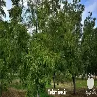 قیمت خرید روغن کرچک در ارومیه در گروه خرید و فروش انواع روغن در یکمیوه