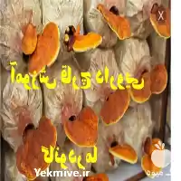 آموزش کشاورزی و گیاهان دارویی در گروه دوره آموزش کشاورزی در یکمیوه