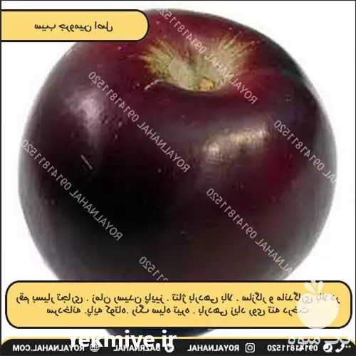 خرید و فروش سیب جرومین اصل در گروه خرید و فروش سیب در یکمیوه -عکس1