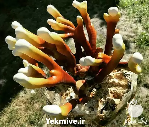 فروش قارچ گانودرما لوسیدم در شیراز در گروه خرید و فروش قارچ در یکمیوه -عکس1