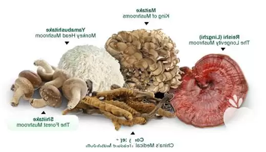 فروش قارچ خوراکی در مشهد در گروه خرید و فروش قارچ در یکمیوه -عکس1