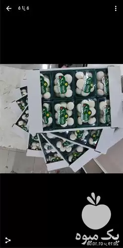 فروش عرضه بدون واسطه قارچ بسته در تهران در گروه خرید و فروش قارچ در یکمیوه -عکس1