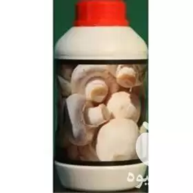 فروش مکمل تقویتی پرورش قارچ دکمه در گروه خرید و فروش قارچ در یکمیوه -عکس1