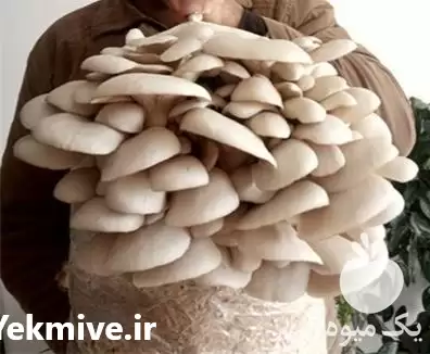 قیمت خرید بذر قارچ خوراکی دارویی در تهران در گروه خرید و فروش قارچ در یکمیوه -عکس1