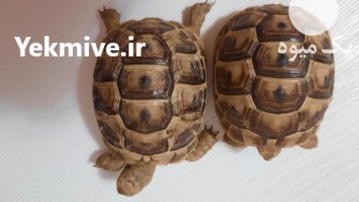 لاکپشت خاکی لاکپشت دستی در کرج در گروه حیوانات خانگی در یکمیوه -عکس2