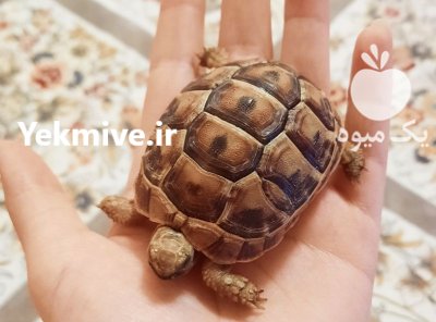 لاکپشت خاکی لاکپشت دستی در کرج در گروه حیوانات خانگی در یکمیوه -عکس1