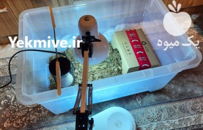 لاکپشت خاکی لاکپشت دستی در کرج در گروه حیوانات خانگی در یکمیوه -عکس3