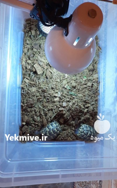 لاکپشت خاکی لاکپشت دستی در کرج در گروه حیوانات خانگی در یکمیوه -عکس4