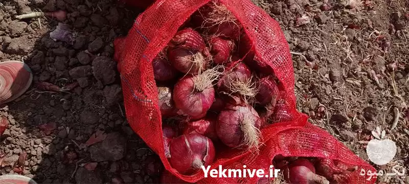 فروش پیاز قرمز در گروه خرید و فروش پیاز در یکمیوه -عکس1