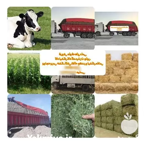 خرید فروش کاه نیشکر یا باگاس در اصفهان در گروه خوراک دام و طیور در یکمیوه -عکس1