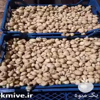 قیمت خرید قارچ بلنچ شده در قزوین در گروه خرید و فروش قارچ در یکمیوه