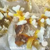 نمایندگی فروش قارچ گانودرما در کشور در بیرجند در گروه خرید و فروش قارچ در یکمیوه