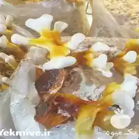 قیمت خرید قارچ گانودرما در مشهد در گروه خرید و فروش قارچ در یکمیوه