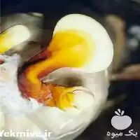 قیمت خرید قارچ گانودرما در شیراز در گروه خرید و فروش قارچ در یکمیوه