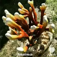 فروش قارچ گانودرما لوسیدم در شیراز در گروه خرید و فروش قارچ در یکمیوه