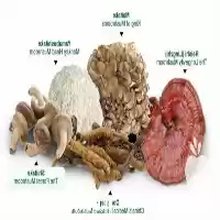 فروش قارچ خوراکی در مشهد در گروه خرید و فروش قارچ در یکمیوه