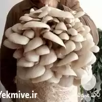 قیمت خرید بذر قارچ خوراکی دارویی در تهران در گروه خرید و فروش قارچ در یکمیوه