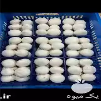 فروش قارچ بسته بندی در رشت در گروه خرید و فروش قارچ در یکمیوه