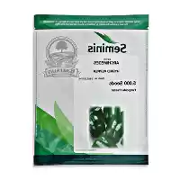 فروش بذر فلفل دلمه ارشمیدوس سمینیس در شیراز در گروه خرید و فروش بذر فلفل در یکمیوه