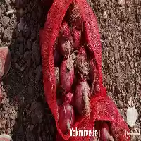 فروش پیاز قرمز در گروه خرید و فروش پیاز در یکمیوه