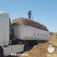 قیمت خرید عمده کاه نیشکر باگاس در تبریز در گروه خوراک دام و طیور در یکمیوه