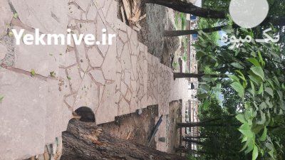 اجرای سنگ لاشه ورقه ای در گروه سازنده در یکمیوه -عکس2