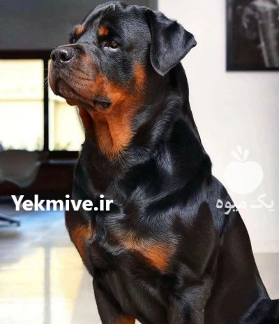 فروش سگ روتوایلر در مشکین دشت در گروه سگ و گربه در یکمیوه -عکس1