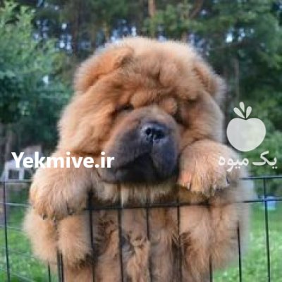 فروش سگ چاو چاو در محمدشهر در گروه سگ و گربه در یکمیوه -عکس1