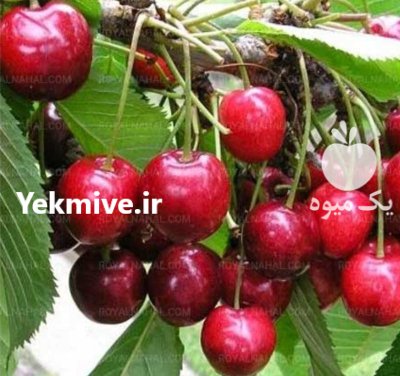 فروش کلی گیلاس قرمز باغی روی در گروه خرید و فروش گیلاس در یکمیوه -عکس1